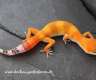 Leopardgeckos